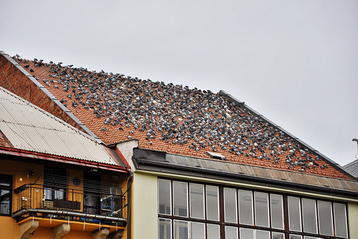 A2B Pest Control are able to install spikes to deter birds from roofs in Stirling. 