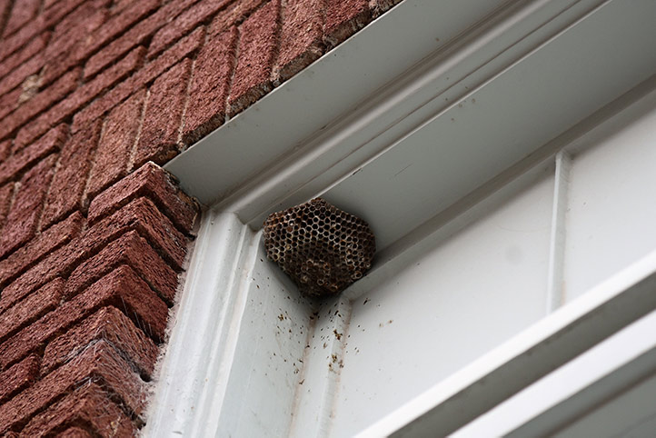 We provide a wasp nest removal service for domestic and commercial properties in Stirling.